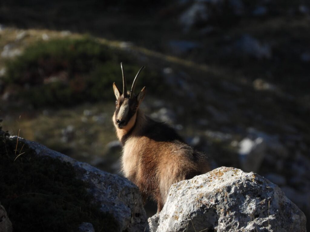 La Camosciara foto da @Camosciara.escursionietrekking.parco.abruzzo