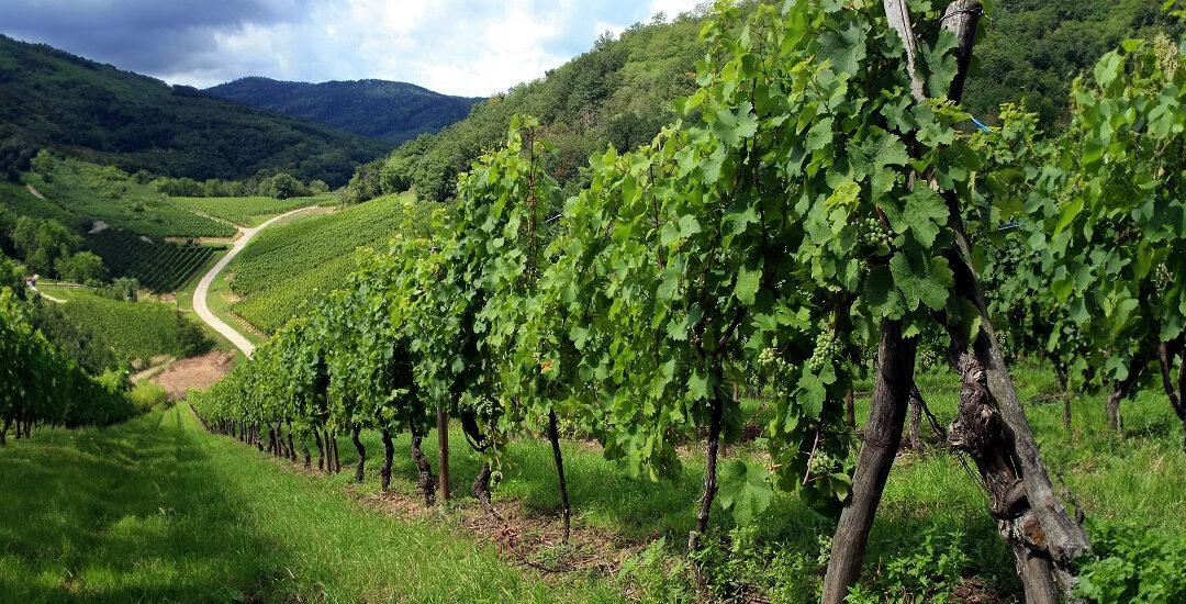 Strada dei vini dei Castelli Romani