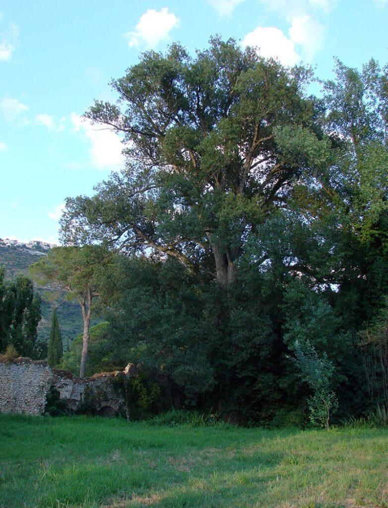 Il monumentale Pioppo Nero, il guardiano di Ninfa