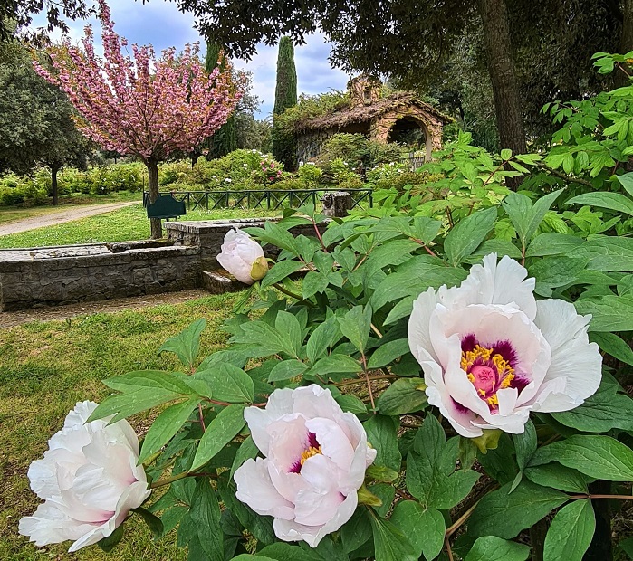 Le peonie nel Parco foto di FB Giardino Botanico Moutan