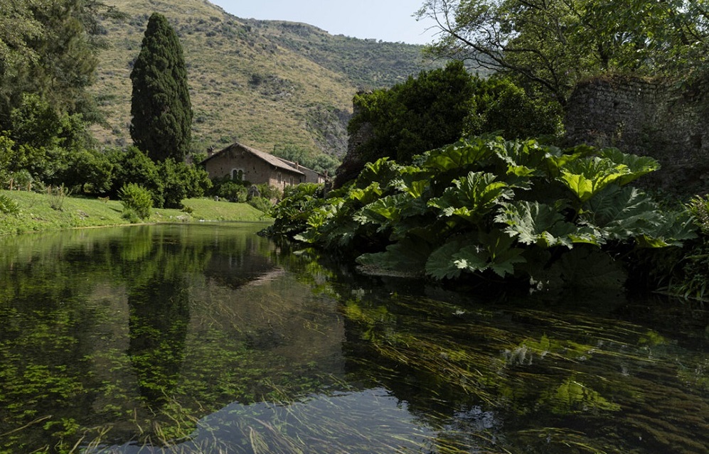 Gunnera Manicata, pianta dalle foglie giganti proveniente dal Brasile