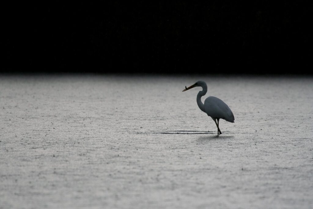 Airone bianco maggiore, foto da Facebook@RiservaNaturaleNazzanoTevere-Farfa