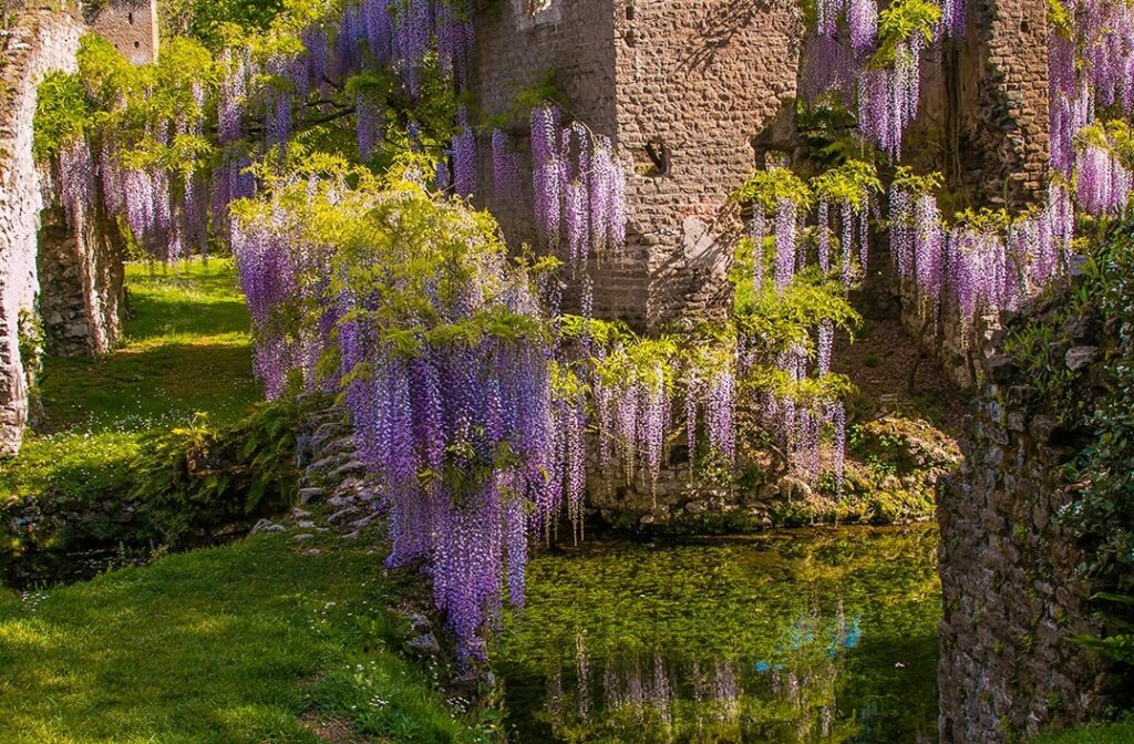 Il trionfo di glicine lambisce le acque di Ninfa