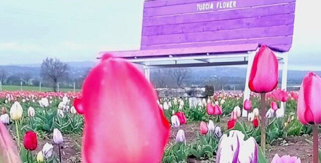 La fioritura dei tulipani al Tuscia Flower