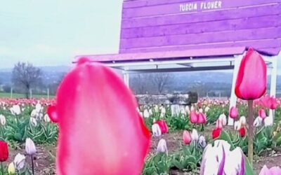 La fioritura dei tulipani al Tuscia Flower