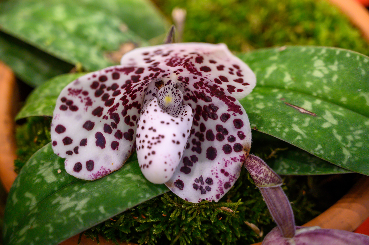 Ortidea, le orchidee all'Orto Botanico di Roma