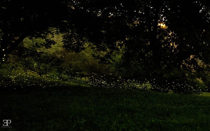 Le lucciole al Parco Pantanello - foto di Edoardo Previato