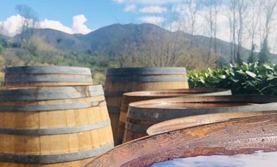 Serrone, Sagra del Cesanese e Palio delle Botti