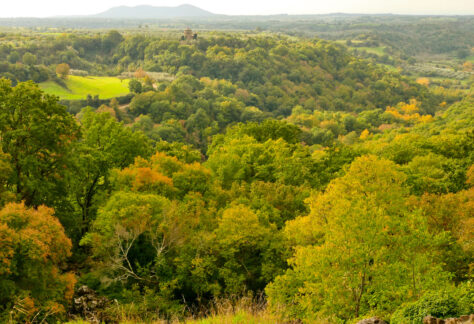 Veduta dall'alto della Selva del Lamone