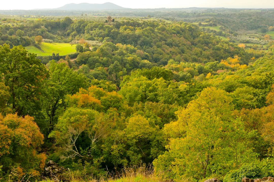 Veduta dall'alto della Selva del Lamone