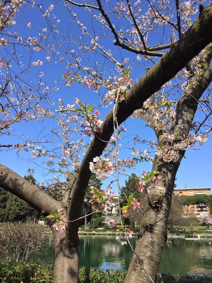 Hanami al Laghetto dell'EUR - Facebook @hanamiromalagodelleur