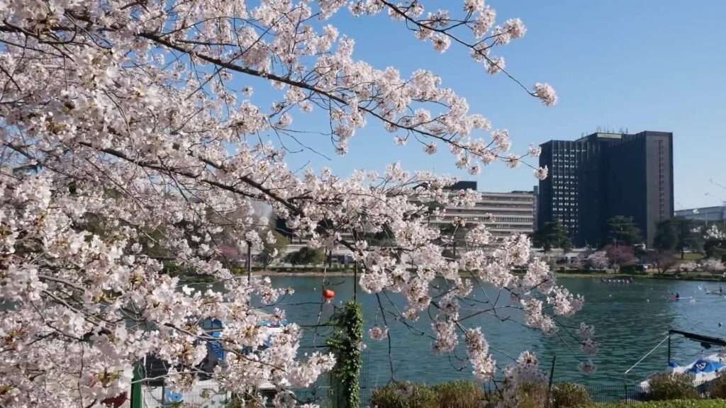Hanami al Laghetto dell'EUR - Facebook @laghettodelleur