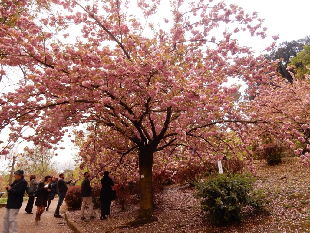 hanami all'Orto Botanico della Sapienza - Facebook @museiSapienza