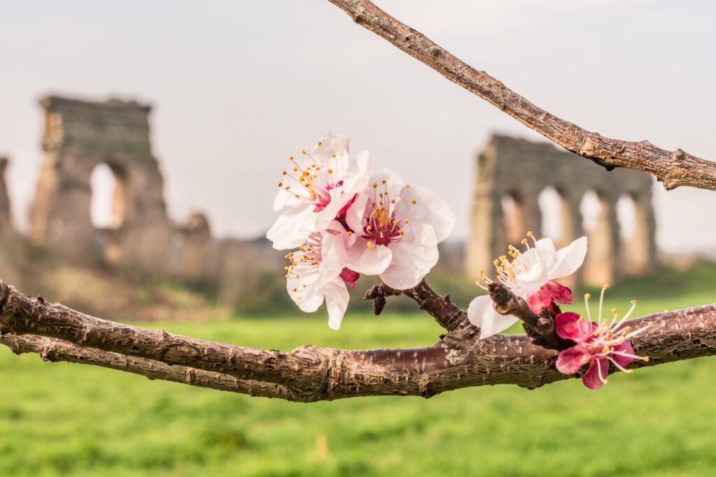 hanami al Parco dell'Appia Antica Hanami - Facebook @parcoappiaantica