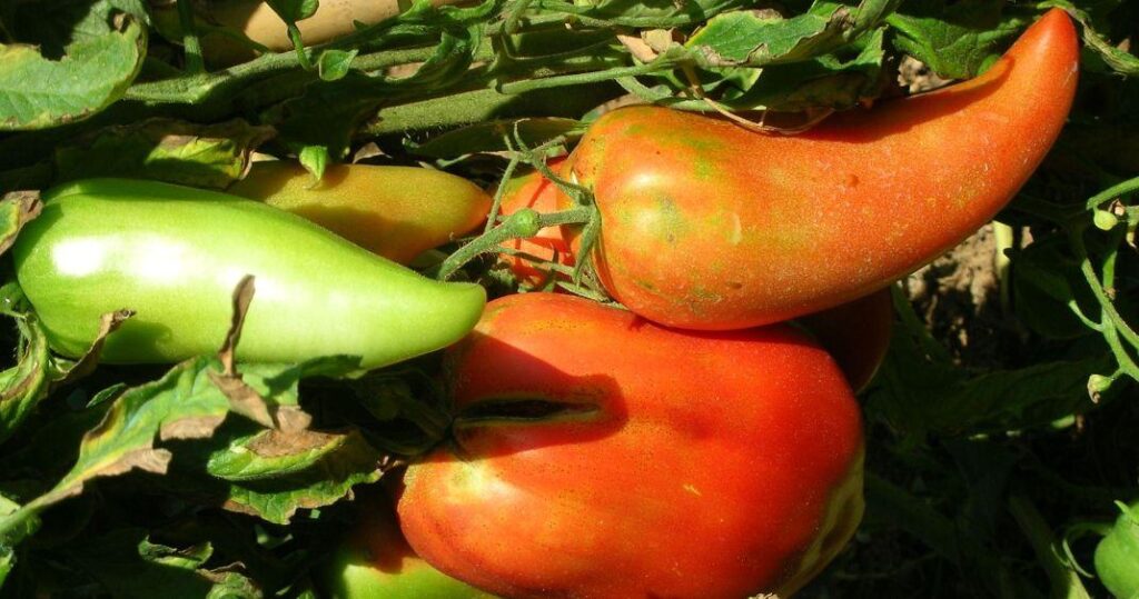 pomodoro corno di toro