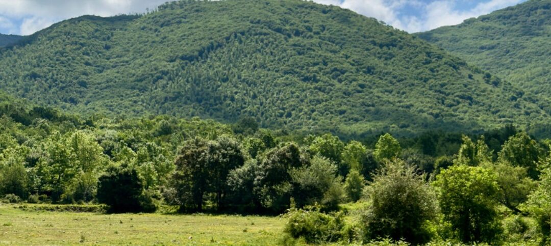 Nasce Olifest!, 1° Festival dell’Olio Aurunco