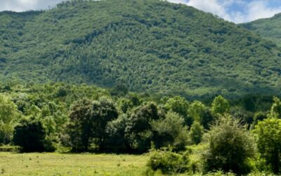 Nasce Olifest!, 1° Festival dell’Olio Aurunco