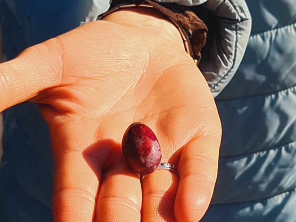 oliva cultivar Marina sandonatese