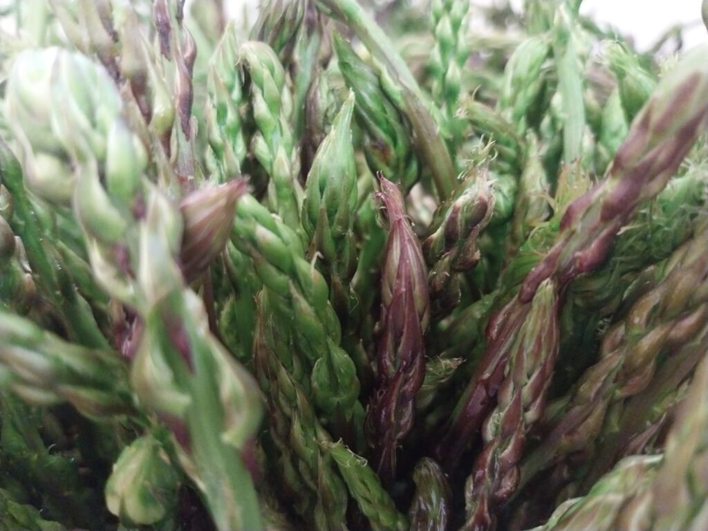 asparago selvatico - Facebook @prolocomontopolidisabina