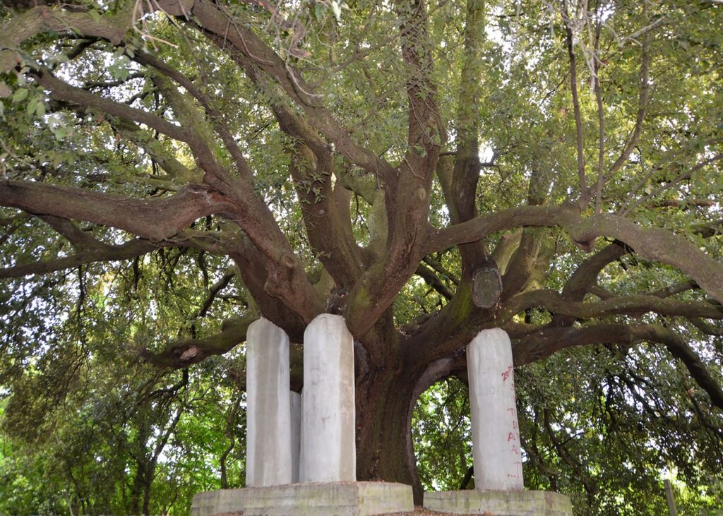 il leccio secolare - Facebook @scopripoggiosanlorenzo rev