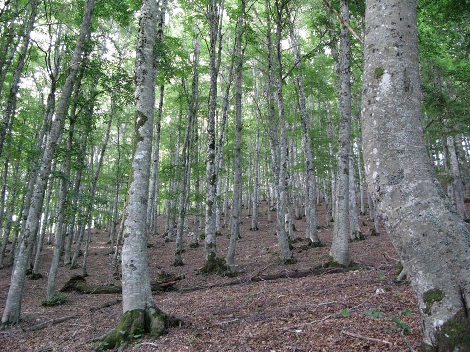 Bosco dell’Antera - roccasantostefano.rm.it