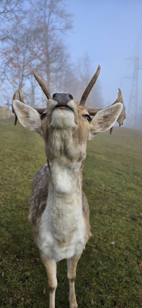La tenerezza dei daini nel parco