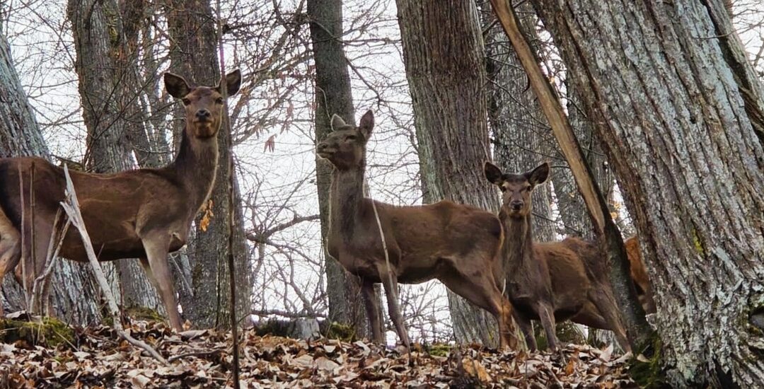 Orie Terme di Amatrice, a spasso con i daini