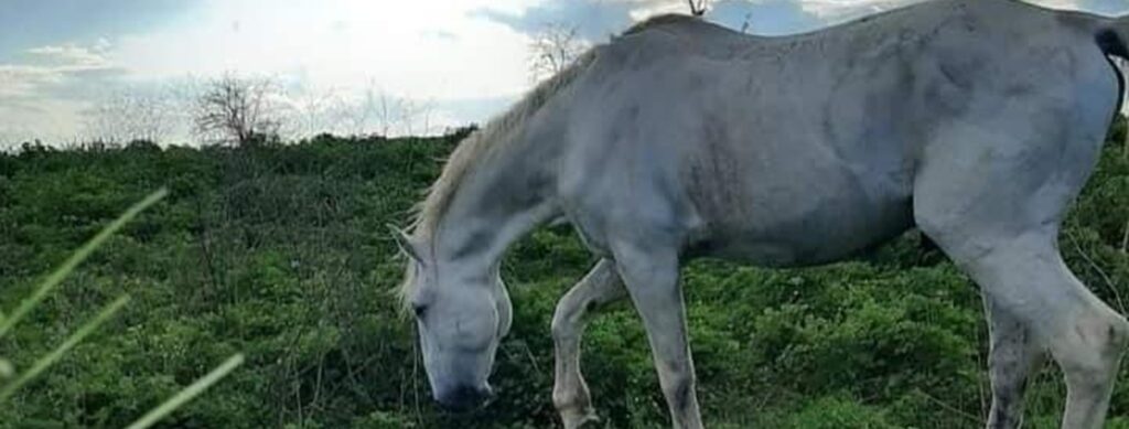 Esemplare di Cavallo Lipizzano, razza autoctona del Lazio