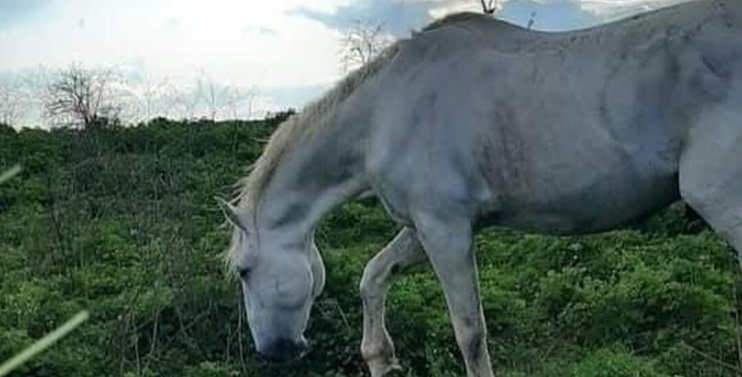 Allevamento Cavallo Lipizzano Patrimonio UNESCO