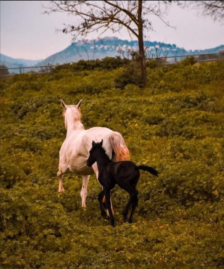 Cavallo Lipizzano, razza autoctona del Lazio