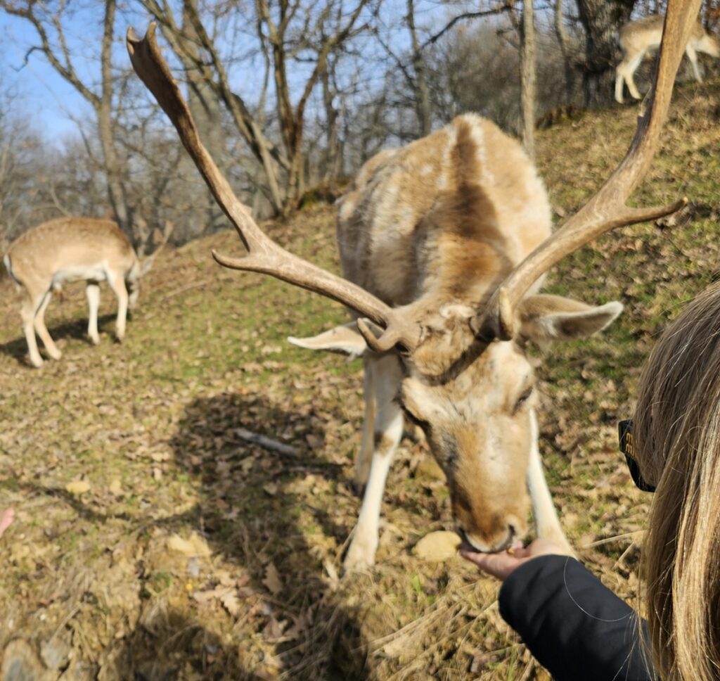 I daini nel parco accompagnano i visitatori lungo il sentiero