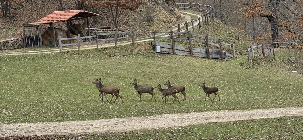 I cervi nel Parco Oasi Orie Terme