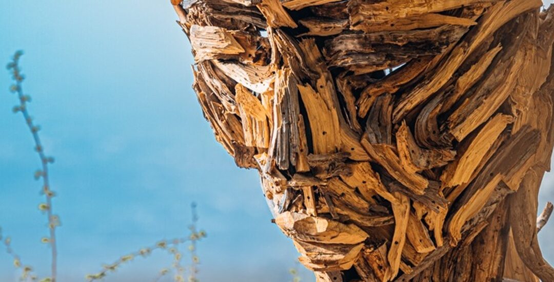 Il Museo Diffuso del Bosco a Rocca di Papa