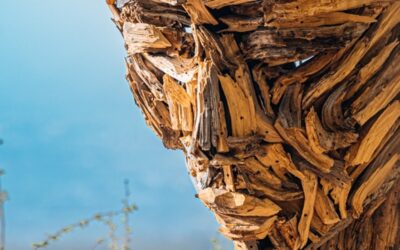 Il Museo Diffuso del Bosco a Rocca di Papa