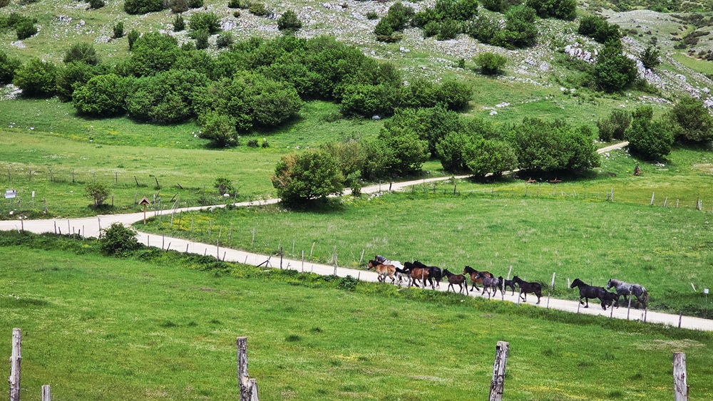 Cavalli nella Piana di Rascino