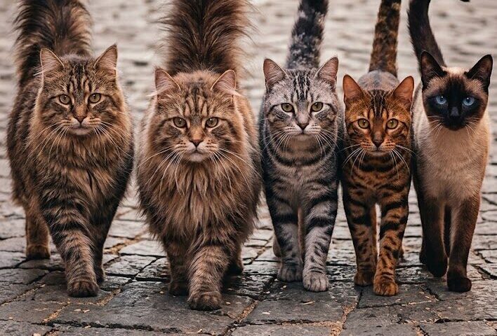 gatti